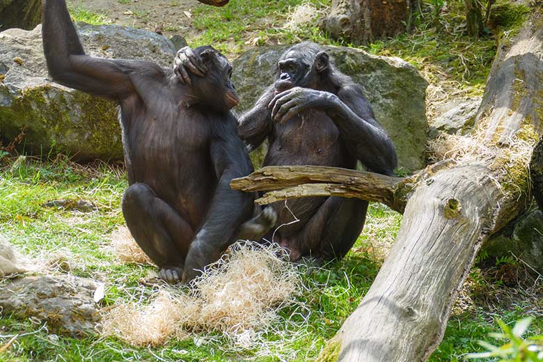 Bonobos am 9. Mai 2021 auf der Außenanlage am Menschenaffen-Haus im Wuppertaler Zoo