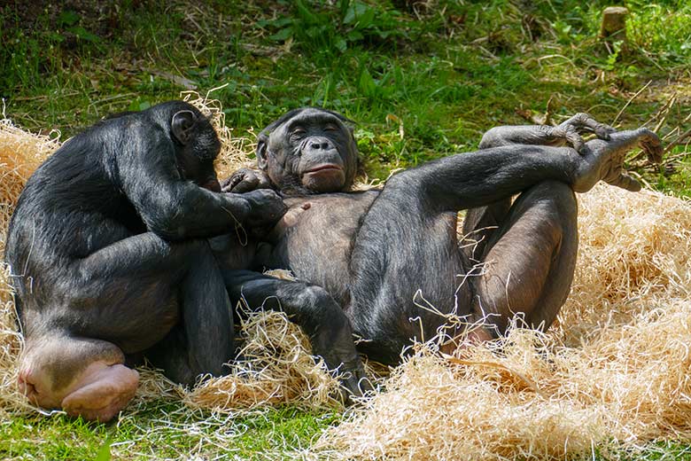 Bonobos am 9. Mai 2021 auf der Außenanlage am Menschenaffen-Haus im Zoologischen Garten Wuppertal