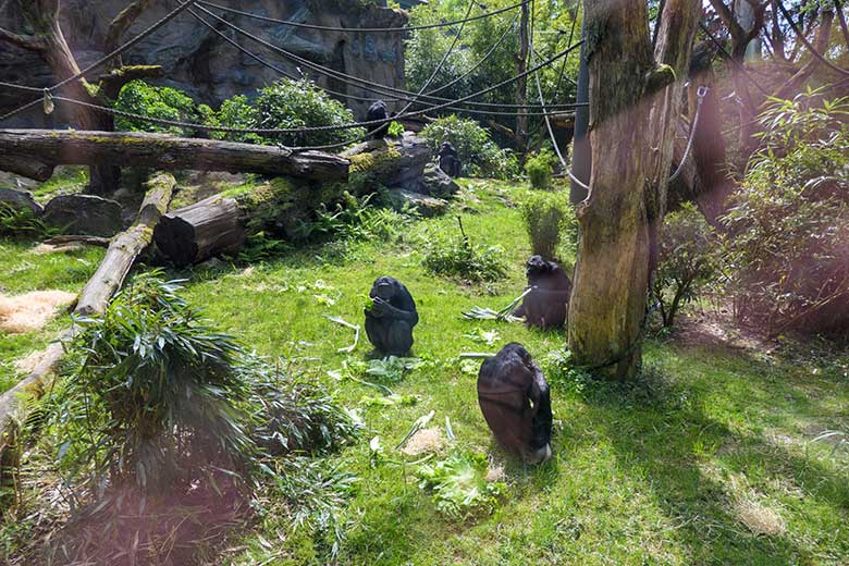 Fünf Bonobos am 28. Mai 2021 auf der Außenanlage am Menschenaffen-Haus im Grünen Zoo Wuppertal