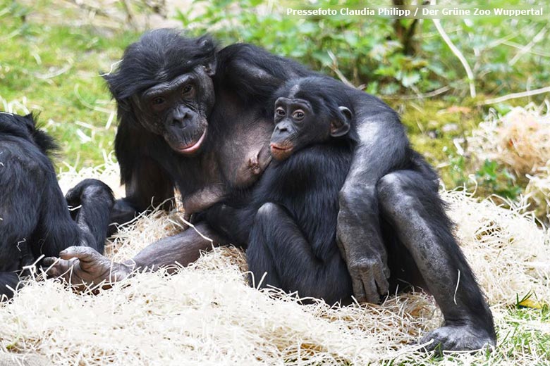 Bonobo-Weibchen EJA mit Jungtier BAKARI am 3. Mai 2021 auf der Außenanlage am Menschenaffen-Haus im Grünen Zoo Wuppertal (Pressefoto Claudia Philipp - Der Grüne Zoo Wuppertal)