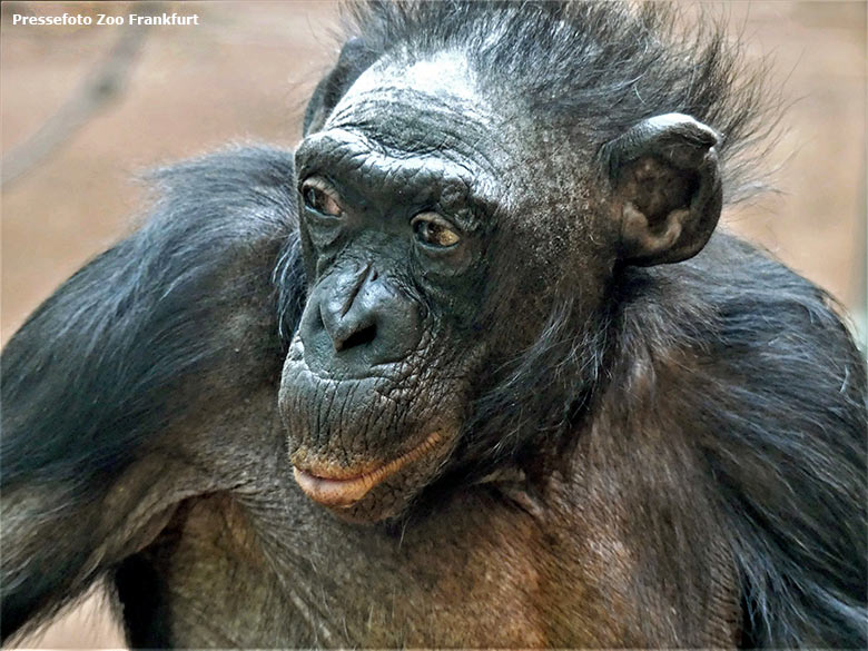 Bonobo-Weibchen EJA mit Jungtier BAKARI am 3. Mai 2021 auf der Außenanlage am Menschenaffen-Haus im Grünen Zoo Wuppertal (Pressefoto Claudia Philipp - Der Grüne Zoo Wuppertal)