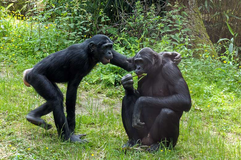 Bonobo-Weibchen AKEENA mit Bonobo-Männchen BILI am 12. Juni 2021 auf der Außenanlage am Menschenaffen-Haus im Grünen Zoo Wuppertal
