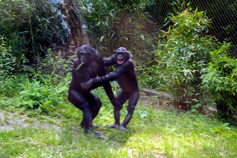 Bonobo-Männchen BILI mit Bonobo-Weibchen AKEENA am 12. Juni 2021 auf der Außenanlage am Menschenaffen-Haus im Grünen Zoo Wuppertal