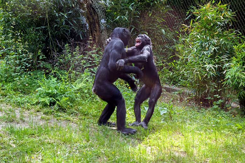 Bonobo-Männchen BILI mit Bonobo-Weibchen AKEENA am 12. Juni 2021 auf der Außenanlage am Menschenaffen-Haus im Grünen Zoo Wuppertal