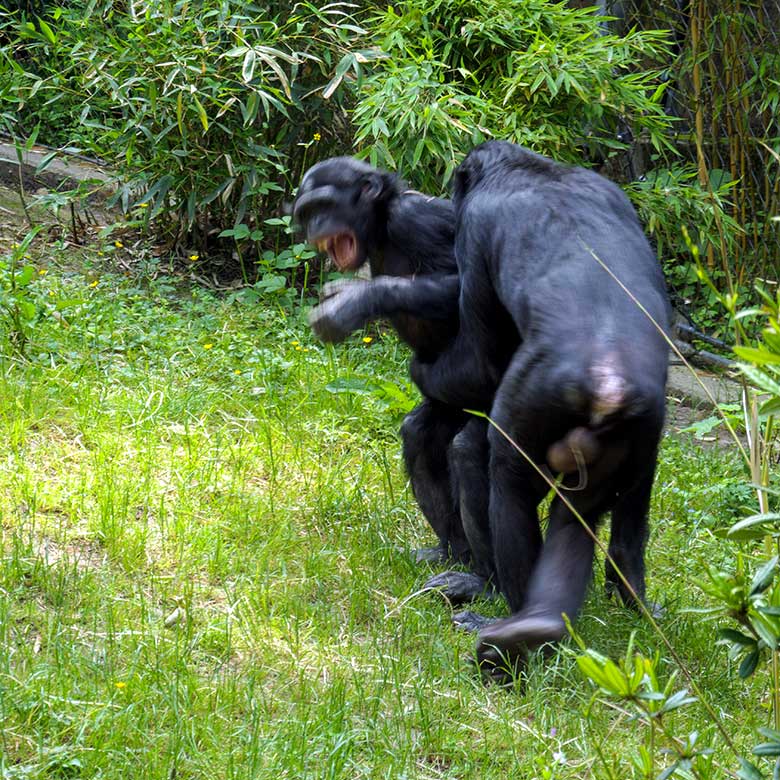 Bonobo-Weibchen AKEENA mit Bonobo-Männchen BILI am 12. Juni 2021 auf der Außenanlage am Menschenaffen-Haus im Grünen Zoo Wuppertal