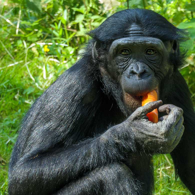 Bonobo am 15. Juni 2021 auf der Außenanlage am Menschenaffen-Haus im Grünen Zoo Wuppertal