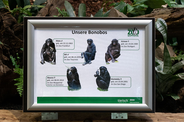 Ausschilderung 'Unsere Bonobos' am 6. Juli 2021 am Innengehege im Menschenaffen-Haus im Grünen Zoo Wuppertal