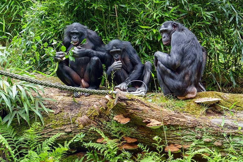 Männlicher Bonobo BILI mit den weiblichen Bonobos AKEENA und MUHDEBLU am 10. Juli 2021 auf der Außenanlage am Menschenaffen-Haus im Wuppertaler Zoo