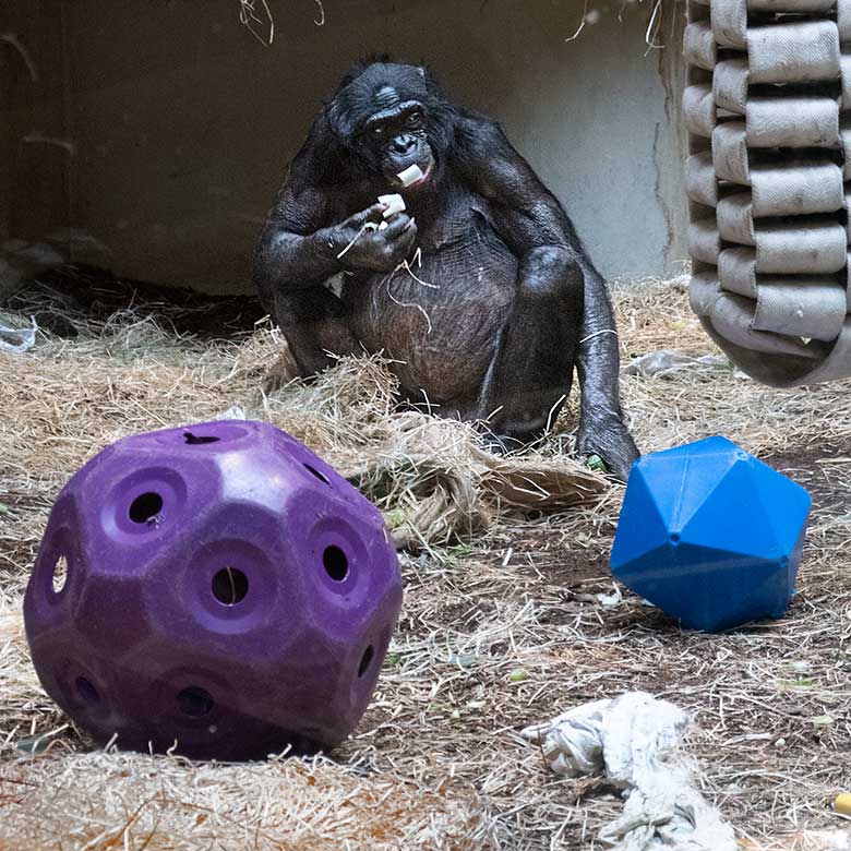 Bonobo am 27. Oktober 2021 im Innengehege im Menschenaffen-Haus im Grünen Zoo Wuppertal