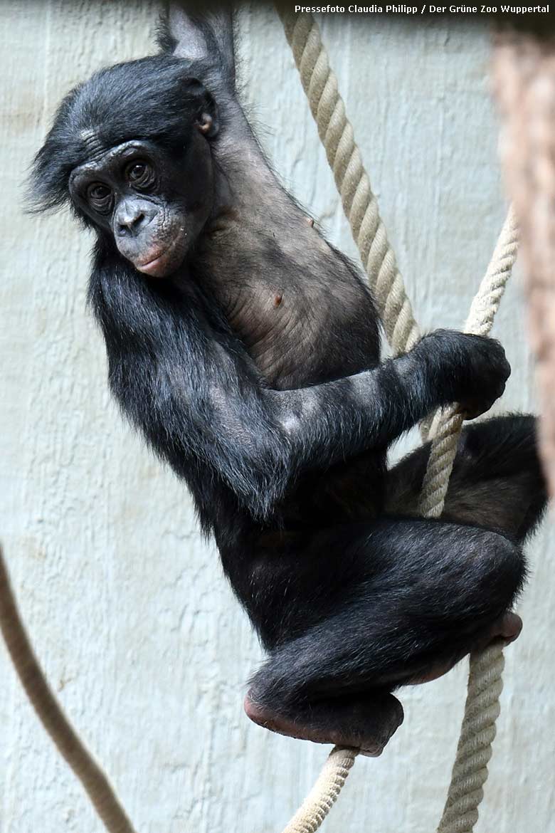 Der am 24. November 2015 in Stuttgart geborenen männliche Bonobo MAKASI am 6. Mai 2022 im Menschenaffen-Haus im Wuppertaler Zoo (Pressefoto Claudia Philipp - Der Grüne Zoo Wuppertal)