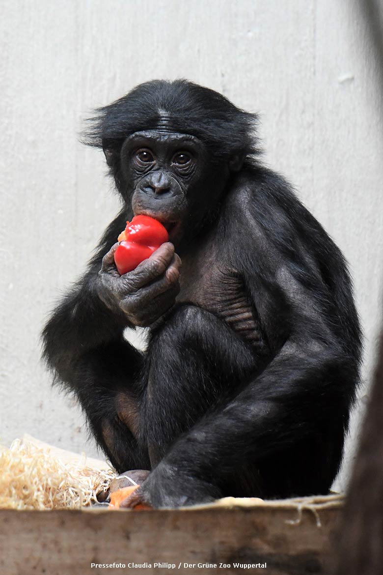 Der am 24. November 2015 in Stuttgart geborenen männliche Bonobo MAKASI am 6. Mai 2022 im Menschenaffen-Haus im Zoologischen Garten Wuppertal (Pressefoto Claudia Philipp - Der Grüne Zoo Wuppertal)