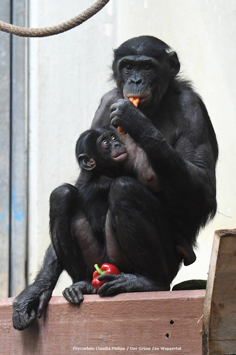 Das am 6. Juli 2006 im Zoo Antwerpen (Belgien) geborene Bonobo-Weibchen HUENDA mit dem am 9. Juni 2021 in Stuttgart geborenen männlichen Jungtier LUKOMBO am 6. Mai 2022 im Menschenaffen-Haus im Grünen Zoo Wuppertal (Pressefoto Claudia Philipp - Der Grüne Zoo Wuppertal)