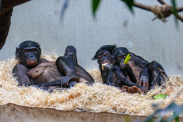 Weiblicher Bonobo HUENDA mit den Bonobo-Söhnen MAKASI und LUKOMBO am 8. Mai 2022 im Menschenaffen-Haus im Grünen Zoo Wuppertal