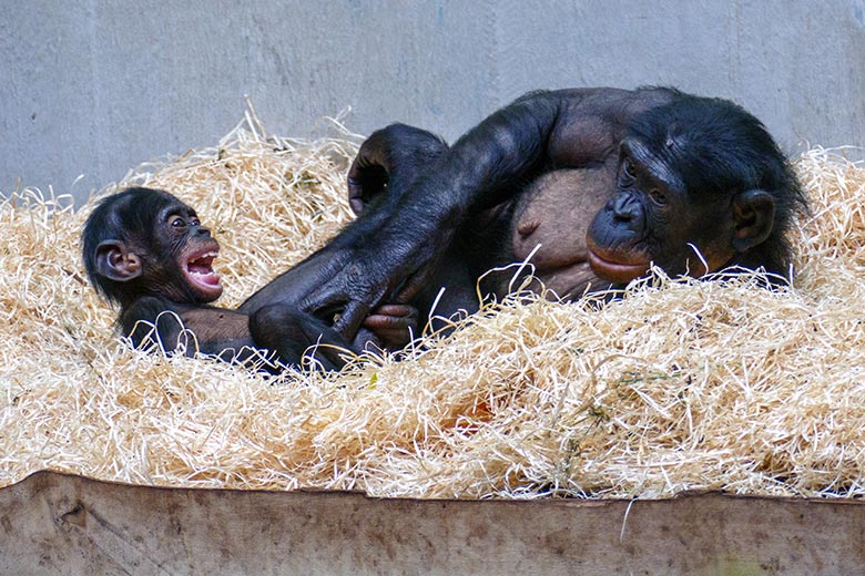 Bonobo-Jungtier LUKOMBO mit seiner Bonobo-Mutter HUENDA am 8. Mai 2022 im Menschenaffen-Haus im Zoologischen Garten Wuppertal