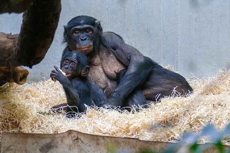 Weiblicher Bonobo HUENDA mit dem Bonobo-Jungtier LUKOMBO am 8. Mai 2022 im Menschenaffen-Haus im Zoo Wuppertal
