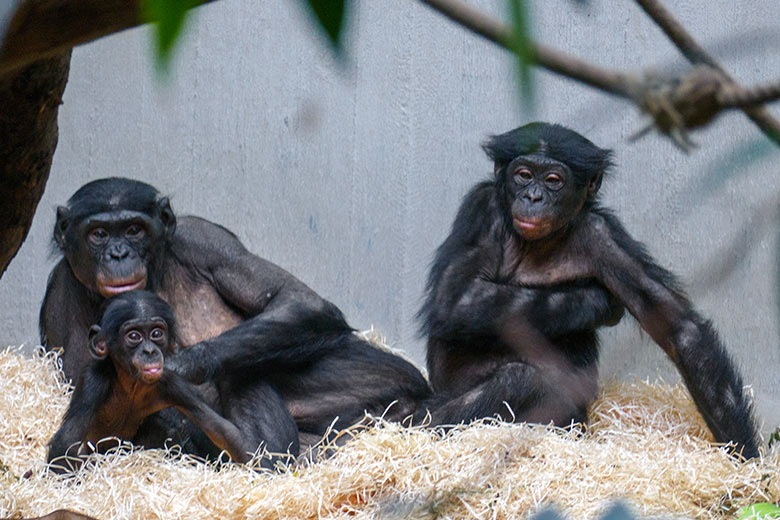 Weiblicher Bonobo HUENDA mit den Bonobo-Söhnen LUKOMBO und MAKASI am 8. Mai 2022 im Menschenaffen-Haus im Wuppertaler Zoo