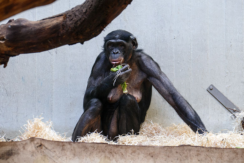 Weiblicher Bonobo HUENDA am 9. Mai 2022 im Menschenaffen-Haus im Zoologischen Garten der Stadt Wuppertal