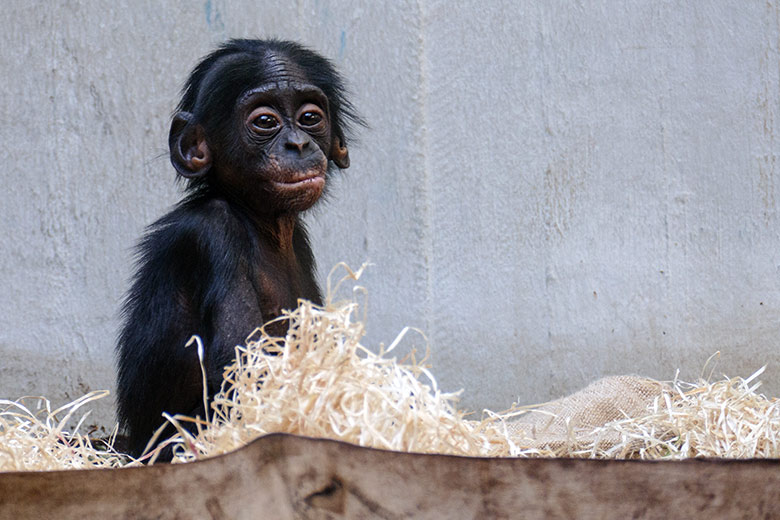 Bonobo-Jungtier LUKOMBO am 9. Mai 2022 im Menschenaffen-Haus im Zoo Wuppertal
