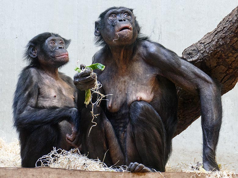 Männlicher Bonobo MAKASI mit seiner Bonobo-Mutter HUENDA am 9. Mai 2022 im Menschenaffen-Haus im Wuppertaler Zoo