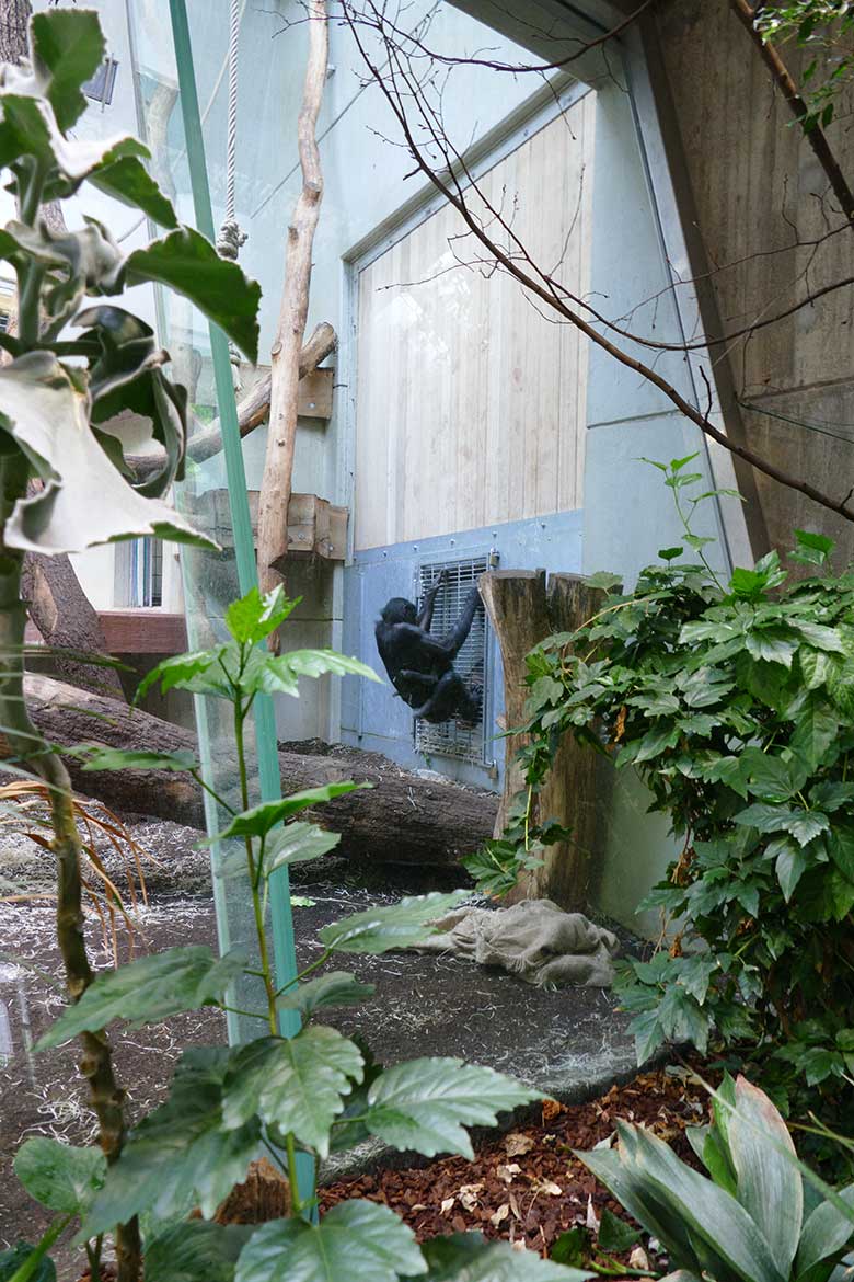 Bonobo-Weibchen HUENDA mit Jungtier LUKOMBO am 23. Mai 2022 am Kennenlern-Gitter im Menschenaffen-Haus im Grünen Zoo Wuppertal