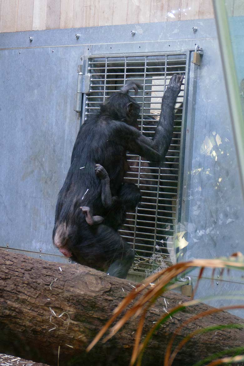 Bonobo-Weibchen HUENDA mit Jungtier LUKOMBO am 23. Mai 2022 am Kennenlern-Gitter im Menschenaffen-Haus im Zoologischen Garten Wuppertal
