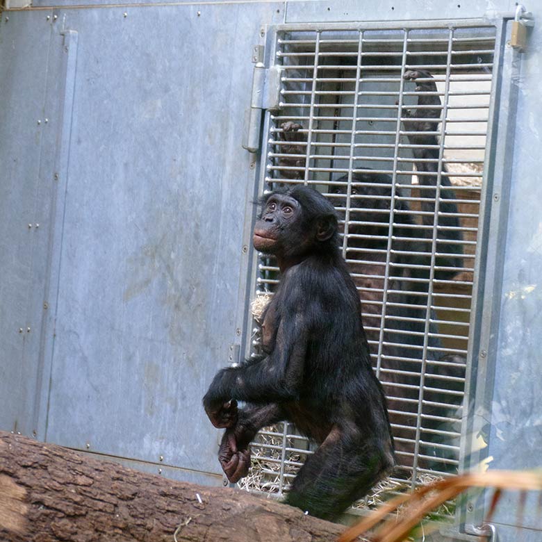 Bonobo-Männchen MAKASI am 23. Mai 2022 am Kennenlern-Gitter im Menschenaffen-Haus im Wuppertaler Zoo