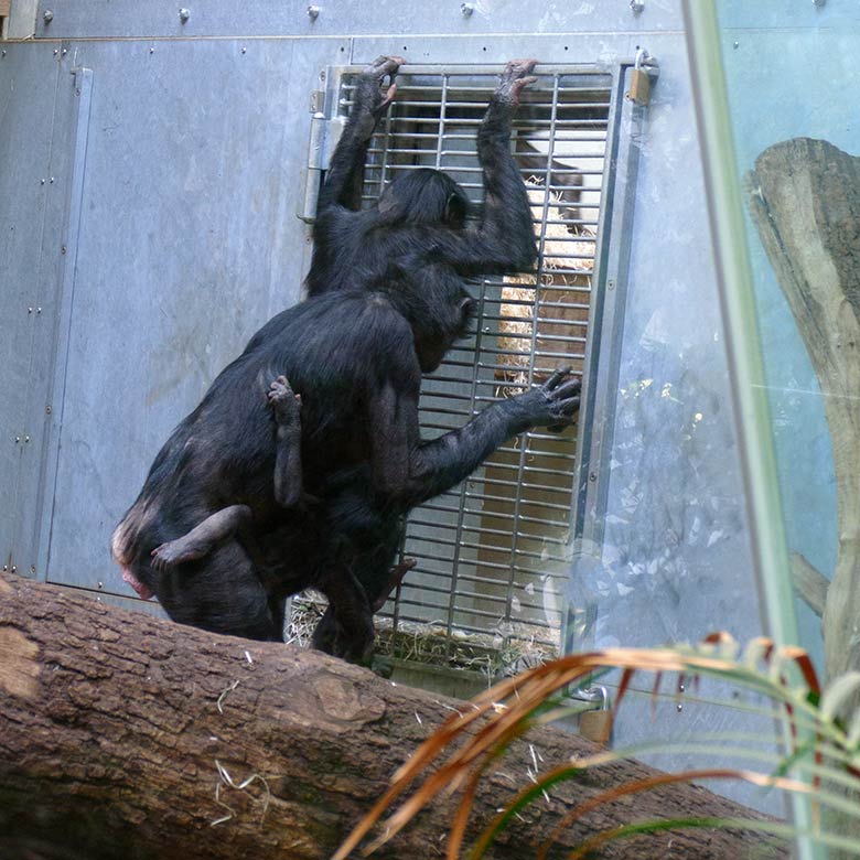 Bonobo-Weibchen HUENDA mit Jungtieren LUKOMBO und MAKASI am 23. Mai 2022 am Kennenlern-Gitter im Menschenaffen-Haus im Zoo Wuppertal