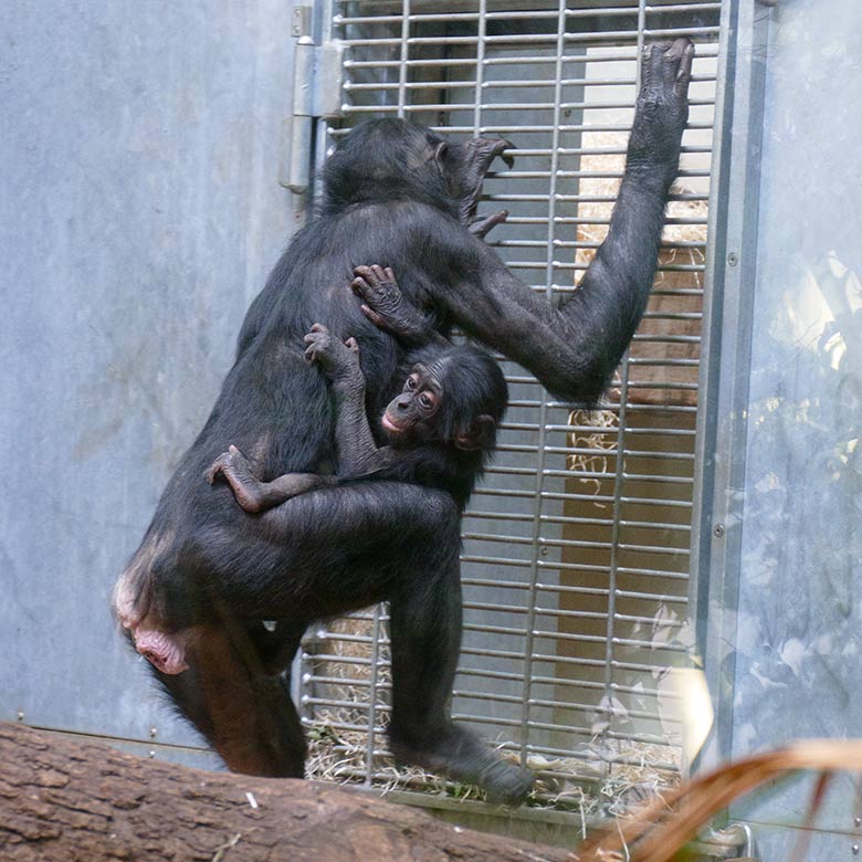 Bonobo-Weibchen HUENDA mit Jungtier LUKOMBO am 23. Mai 2022 am Kennenlern-Gitter im Menschenaffen-Haus im Grünen Zoo Wuppertal
