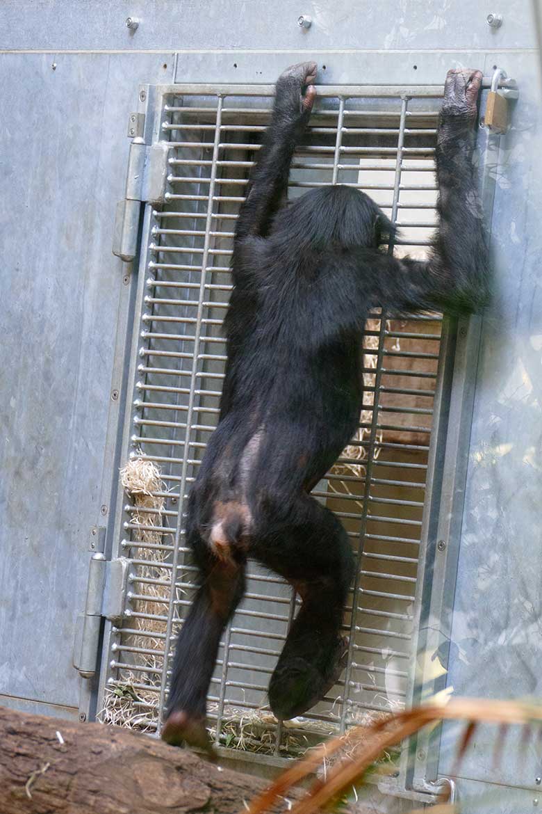 Bonobo-Männchen MAKASI am 23. Mai 2022 am Kennenlern-Gitter im Menschenaffen-Haus im Zoologischen Garten der Stadt Wuppertal