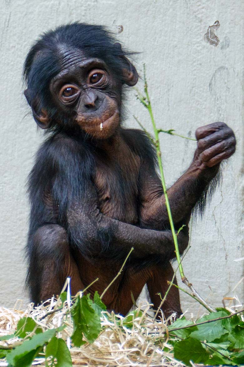 Bonobo-Jungtier LUKOMBO am 23. Mai 2022 im Menschenaffen-Haus im Grünen Zoo Wuppertal