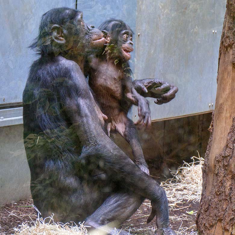 Bonobo-Weibchen HUENDA mit Jungtier LUKOMBO am 23. Mai 2022 im Menschenaffen-Haus im Zoo Wuppertal