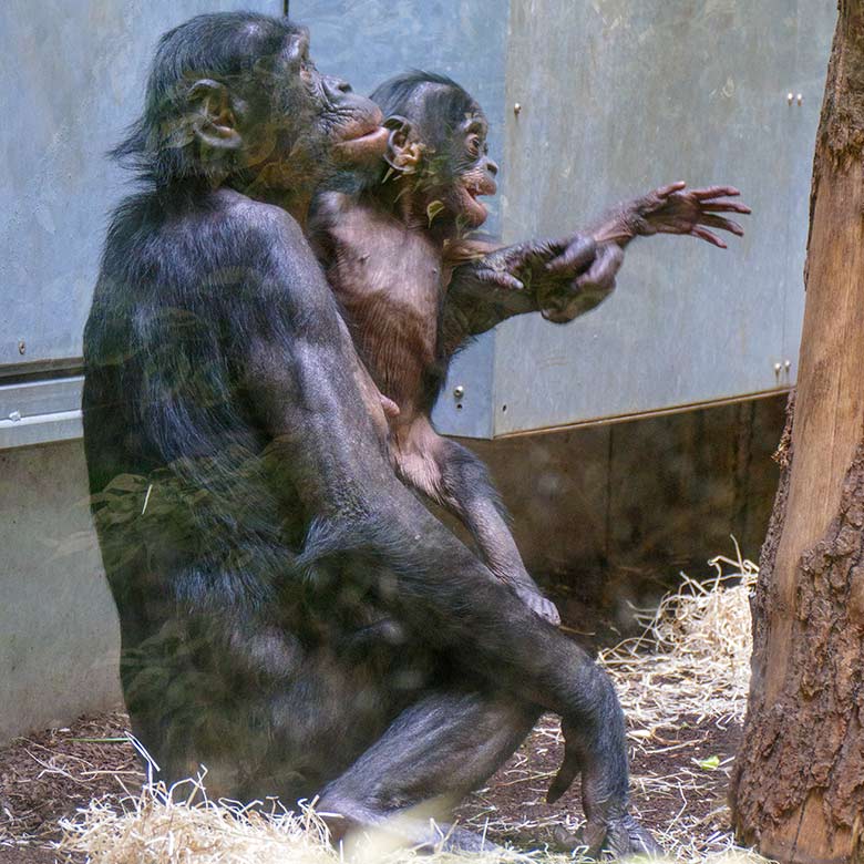 Bonobo-Weibchen HUENDA mit Jungtier LUKOMBO am 23. Mai 2022 im Menschenaffen-Haus im Wuppertaler Zoo