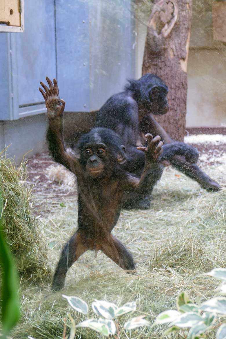 Bonobo-Jungtier LUKOMBO und Bonobo-Weibchen HUENDA am 23. Mai 2022 im Menschenaffen-Haus im Grünen Zoo Wuppertal