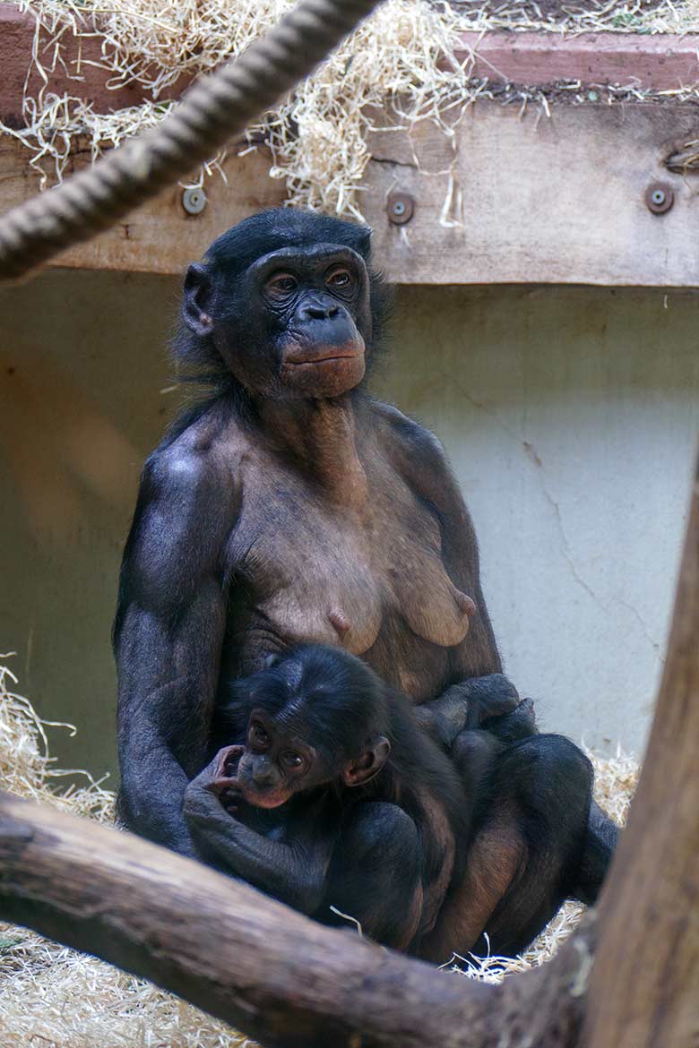 Bonobo-Weibchen HUENDA mit Jungtier LUKOMBO am 23. Mai 2022 im Menschenaffen-Haus im Zoologischen Garten Wuppertal