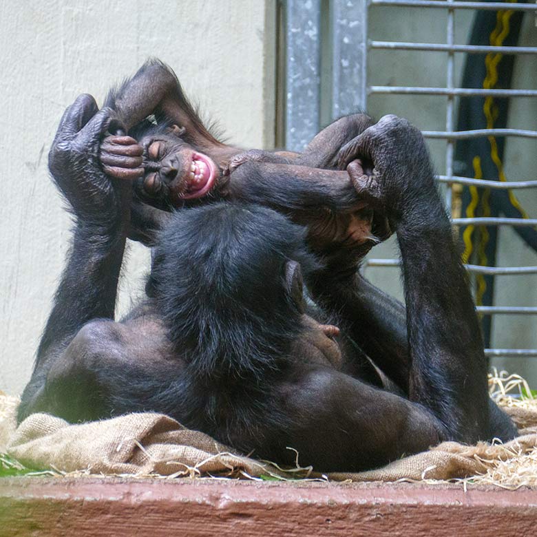 Bonobo-Weibchen HUENDA mit Jungtier LUKOMBO am 23. Mai 2022 im Menschenaffen-Haus im Zoo Wuppertal