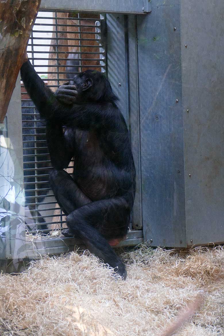 Bonobo-Weibchen MUHDEBLU am 23. Mai 2022 am Kennenlern-Gitter im Menschenaffen-Haus im Zoo Wuppertal