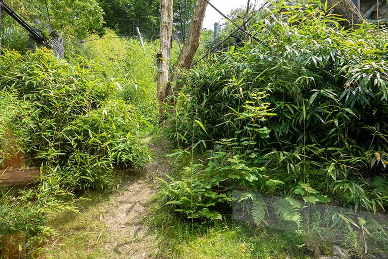 Mit Bambus zugewucherte Außenanlage der Bonobos am 6. Juli 2022 im Grünen Zoo Wuppertal