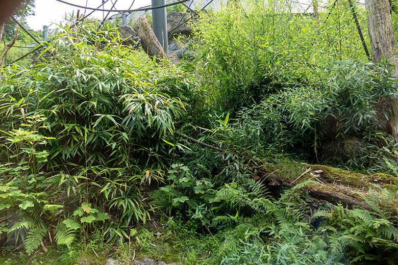 Mit Bambus zugewucherte Außenanlage der Bonobos am 6. Juli 2022 im Wuppertaler Zoo