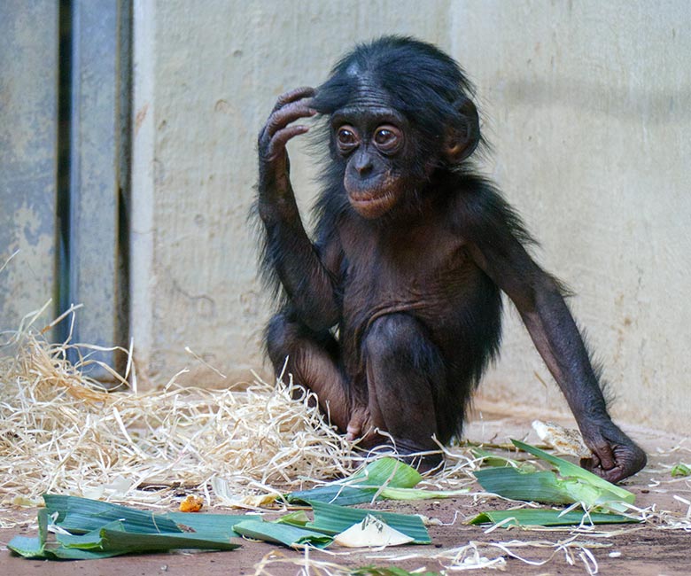 Männliches Bonobo-Jungtier LUKOMBO am 12. Juli 2022 im Menschenaffen-Haus im Grünen Zoo Wuppertal