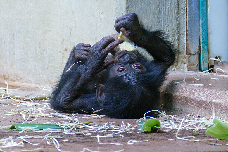 Männliches Bonobo-Jungtier LUKOMBO am 12. Juli 2022 im Menschenaffen-Haus im Zoo Wuppertal
