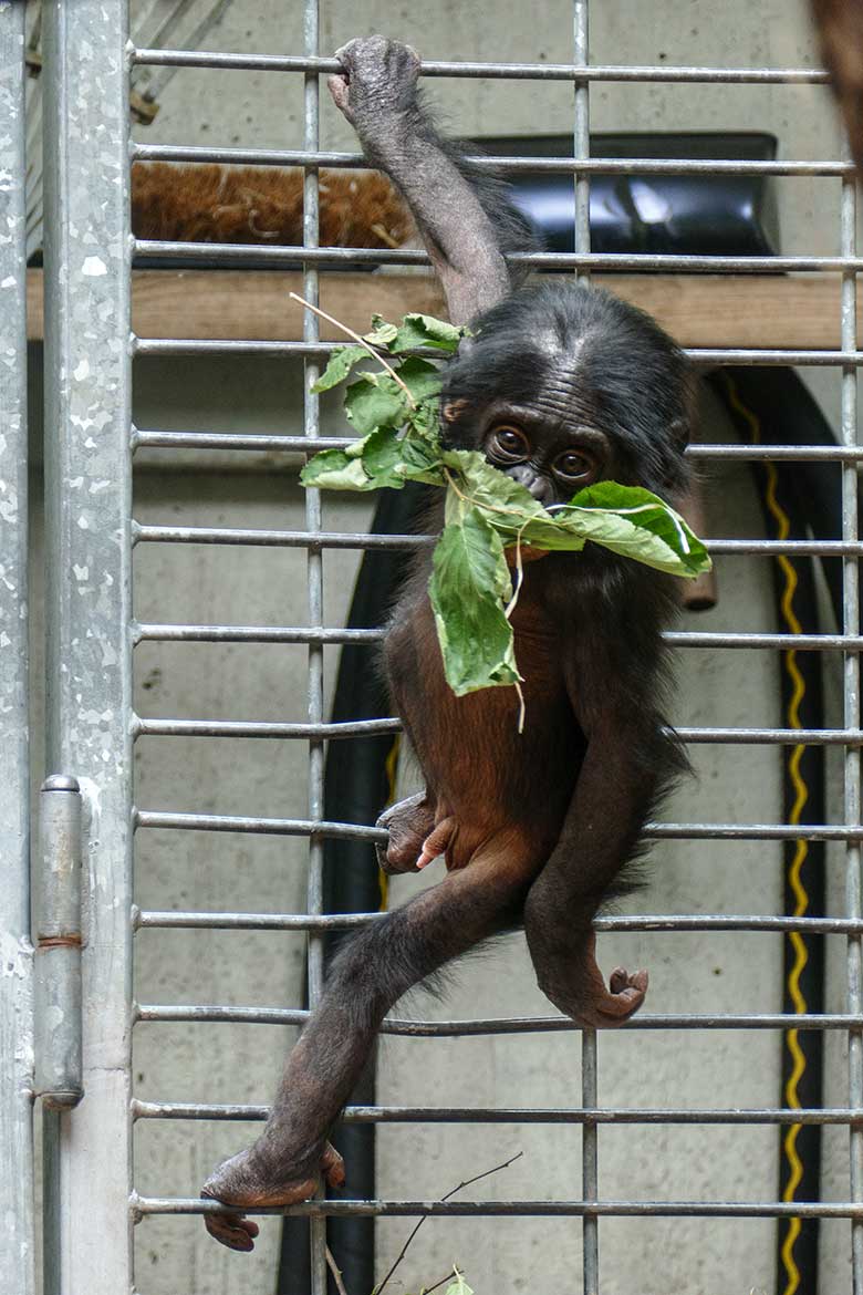 Männliches Bonobo-Jungtier LUKOMBO am 16. Juli 2022 im Menschenaffen-Haus im Zoo Wuppertal