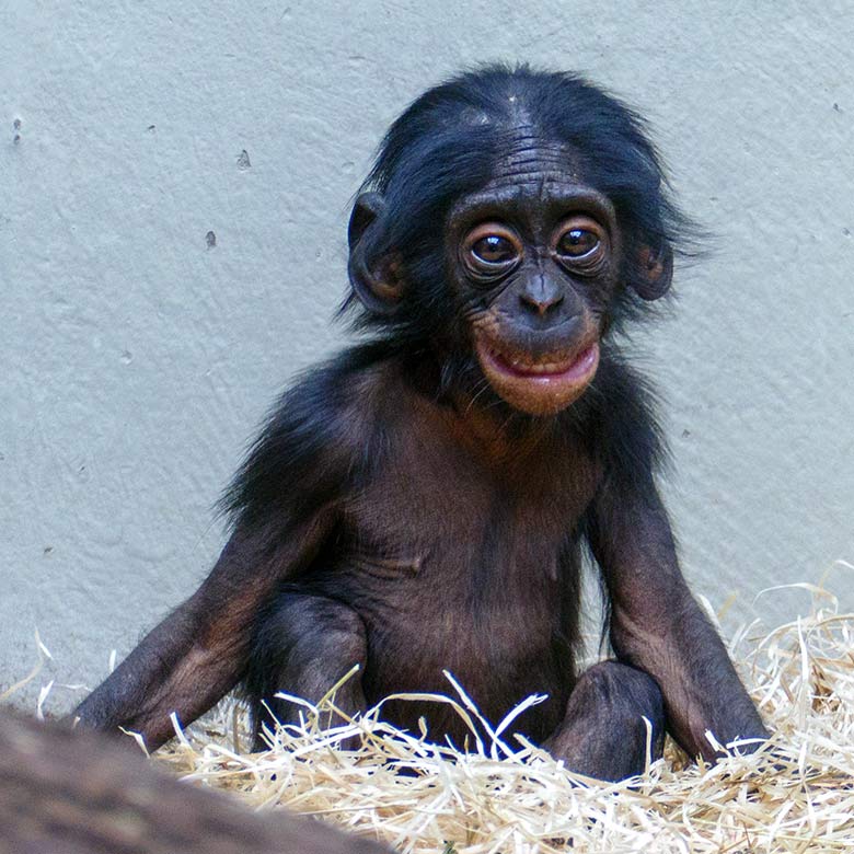 Männliches Bonobo-Jungtier LUKOMBO am 19. Juli 2022 im Menschenaffen-Haus im Grünen Zoo Wuppertal