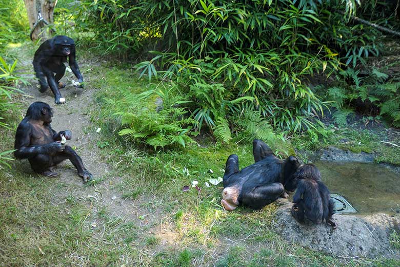 Bonobos HUENDA (links hinten), MAKASI (links vorn), KICHELE und Jungtier LUKOMBO (rechts) am 11. August 2022 auf der Außenanlage am Menschenaffen-Haus im Grünen Zoo Wuppertal