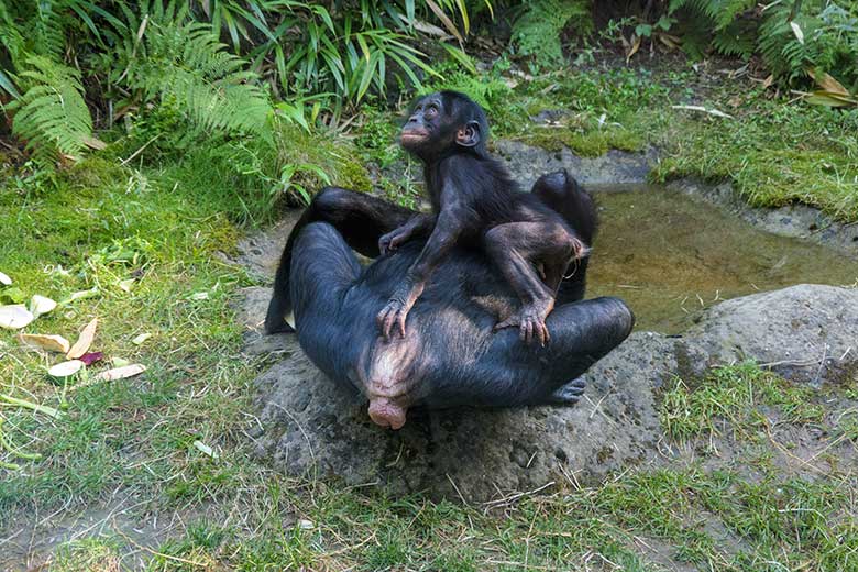 Männliches Bonobo-Jungtier LUKOMBO auf seiner Bonobo-Mutter HUENDA am 11. August 2022 auf der Außenanlage am Menschenaffen-Haus im Zoo Wuppertal