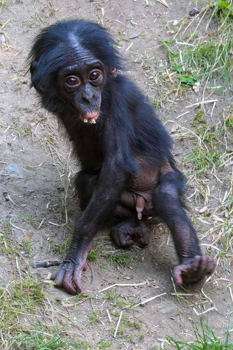 Männliches Bonobo-Jungtier LUKOMBO am 11. August 2022 auf der Außenanlage am Menschenaffen-Haus im Wuppertaler Zoo
