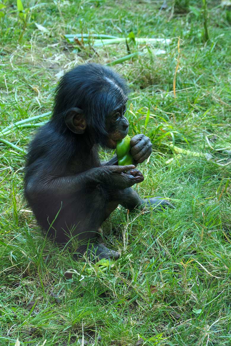 Männliches Bonobo-Jungtier LUKOMBO am 11. August 2022 auf der Außenanlage am Menschenaffen-Haus im Wuppertaler Zoo
