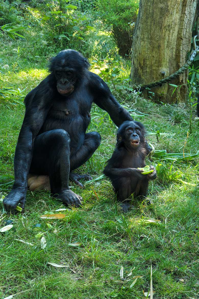 Weiblicher Bonobo KICHELE mit dem männlichen Bonobo-Jungtier LUKOMBO am 11. August 2022 auf der Außenanlage am Menschenaffen-Haus im Grünen Zoo Wuppertal