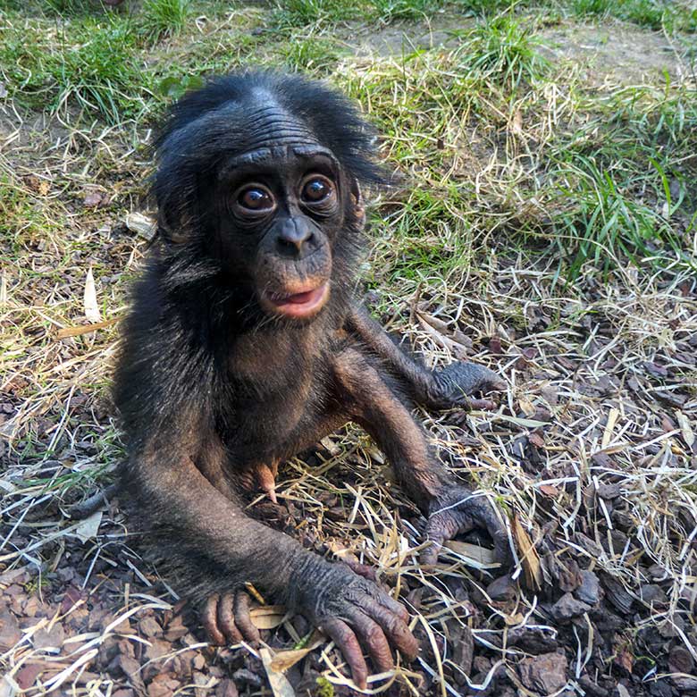 Männliches Bonobo-Jungtier LUKOMBO am 11. August 2022 auf der Außenanlage am Menschenaffen-Haus im Grünen Zoo Wuppertal