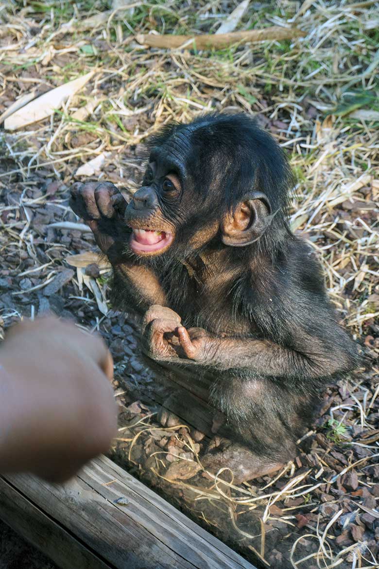 Männliches Bonobo-Jungtier LUKOMBO am 11. August 2022 auf der Außenanlage am Menschenaffen-Haus im Zoologischen Garten Wuppertal