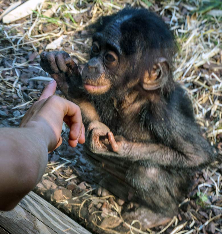 Männliches Bonobo-Jungtier LUKOMBO beim Betrachten eines Fingers eines anderen Menschenaffen am 11. August 2022 auf der Außenanlage am Menschenaffen-Haus im Zoo Wuppertal